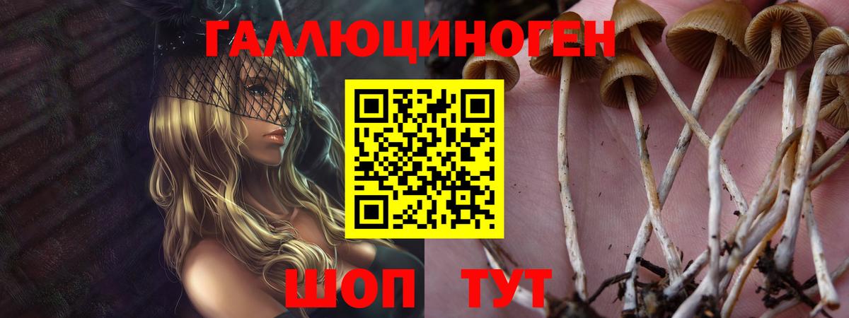 Псилоцибиновые грибы мицелий Заводоуковск